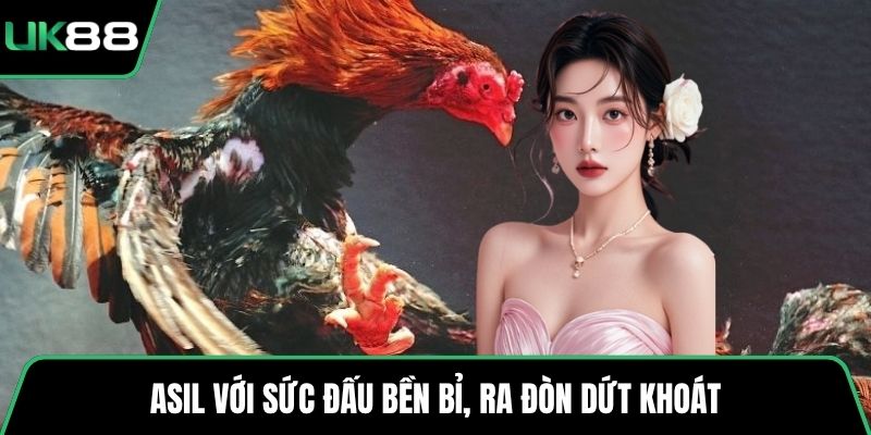 Asil với sức đấu bền bỉ, ra đòn dứt khoát