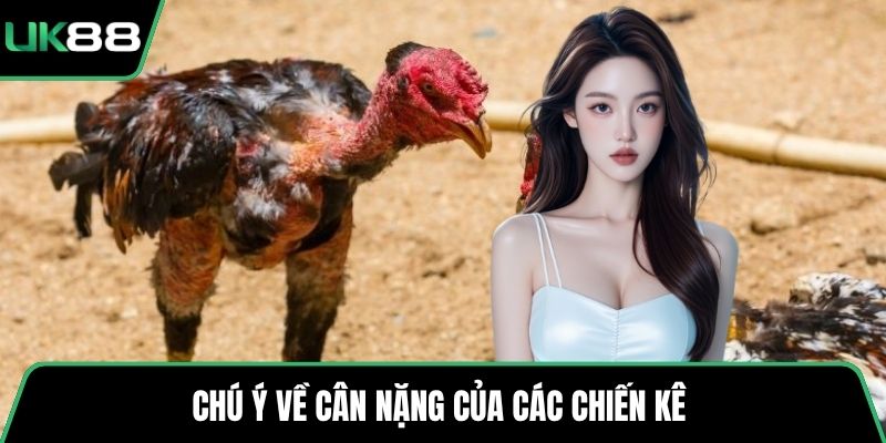 Chú ý về cân nặng của các chiến kê