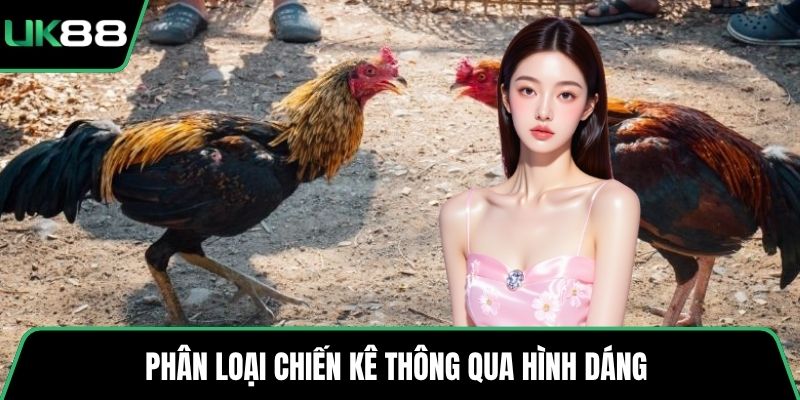 Phân loại chiến kê thông qua hình dáng